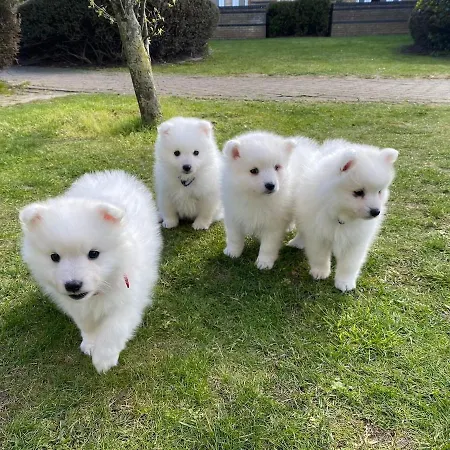 5 Estrelas Da Oura